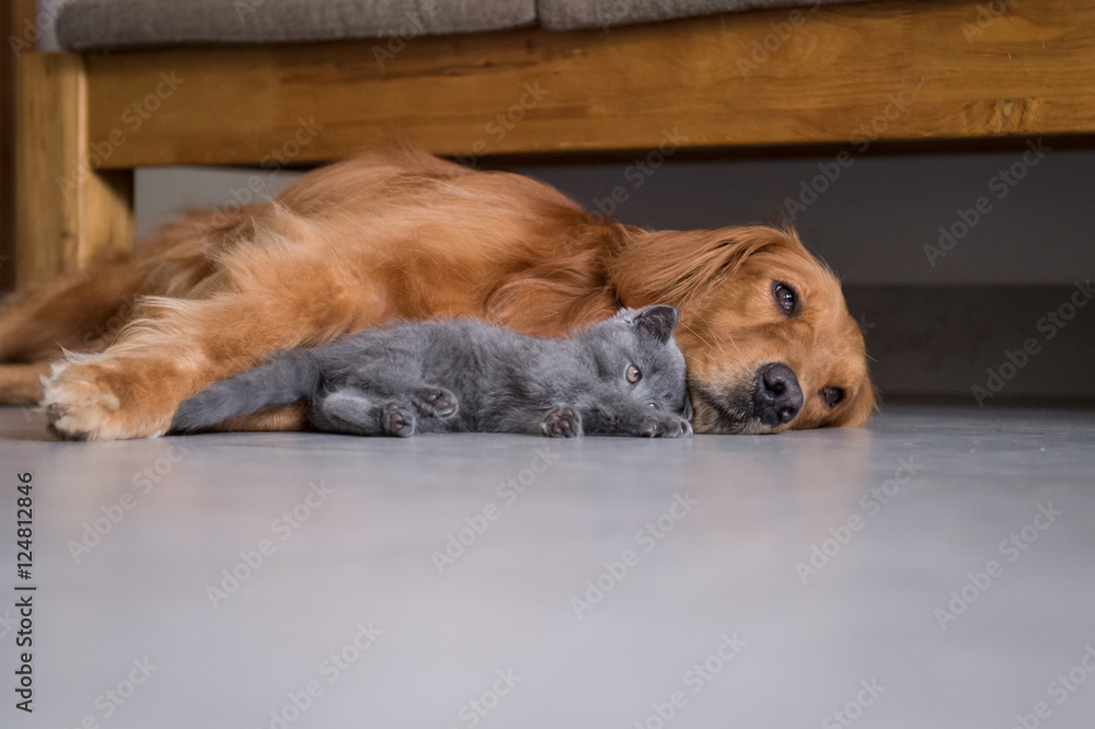 Golden retrievers and shorthair kitten Golden retrievers and shorthair kitten