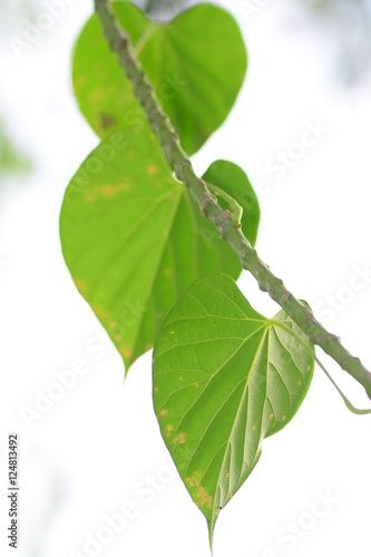 the Tinospora crispa  leaves as heart shape leaf photo