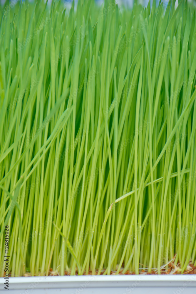 Vitamins for cats - germinated oats. Big cat and little kitten eating the grass and oats. Grass in the flowerpot. Cat gray, grass green. Germinated oats is useful for cats and kittens Vitamins for cats - germinated oats. Big cat and little kitten eating the grass and oats. Grass in the flowerpot. Cat gray, grass green. Germinated oats is useful for cats and kittens