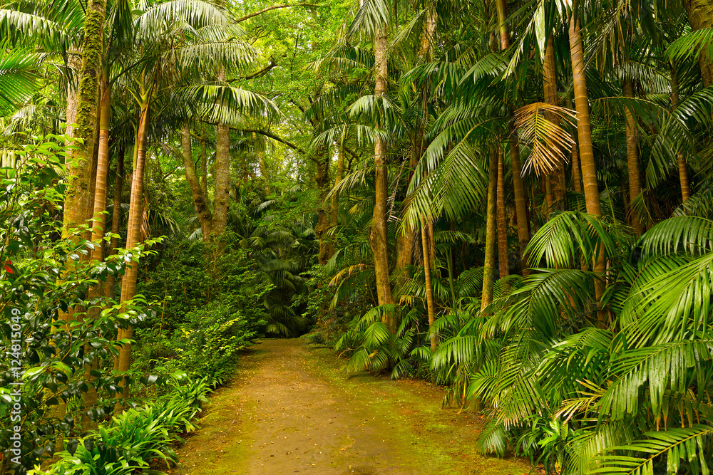 Fototapeta premium Footpath in a dense rainforest. Biological park diversity on volcanic island of Azores, Portugal.