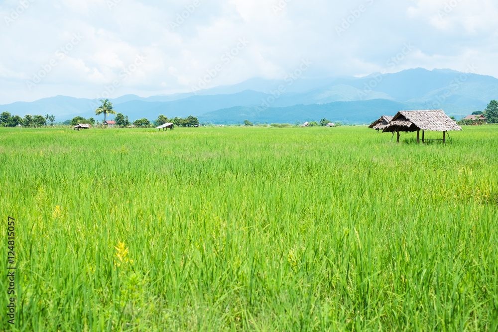 Green Rice Field at Chiang Mai , Thailand Green Rice Field at Chiang Mai , Thailand