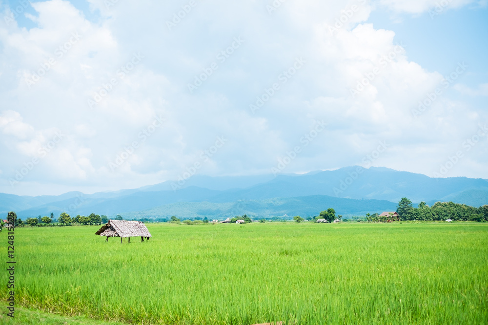 Green Rice Field at Chiang Mai , Thailand