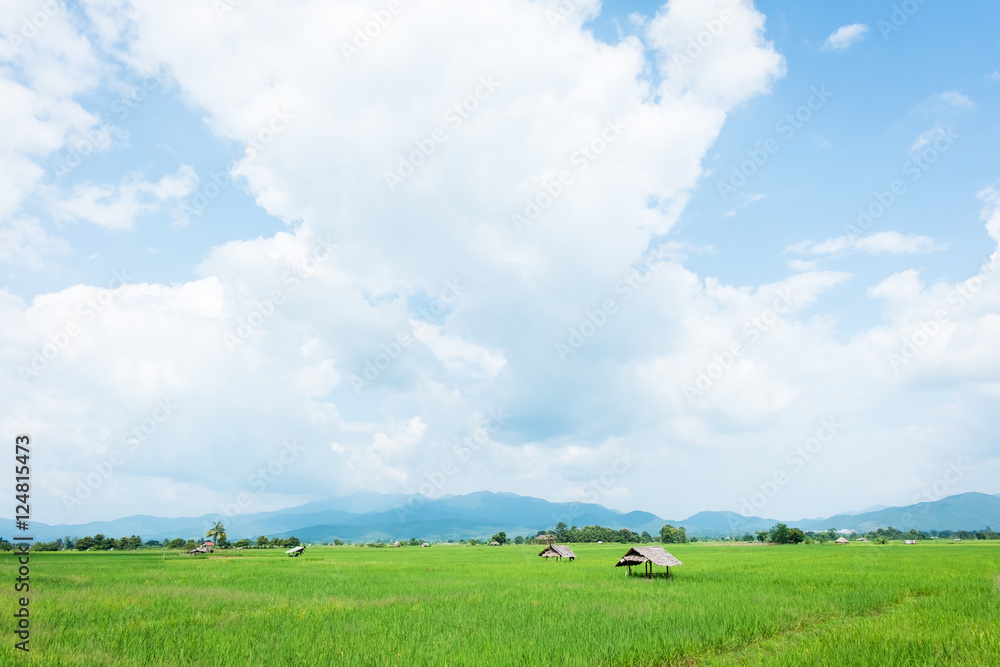 Green Rice Field at Chiang Mai , Thailand Green Rice Field at Chiang Mai , Thailand