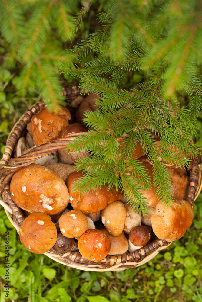 Fresh Edible Mushrooms Boletus Edubil In Wicker Basket With Fir Branch On Green Grass In Forest Top View. Harvesting Mushrooms. Edible Mushrooms In Basket. Fresh Edible Mushrooms Boletus Edubil In Wicker Basket With Fir Branch On Green Grass In Forest Top View. Harvesting Mushrooms. Edible Mushrooms In Basket.