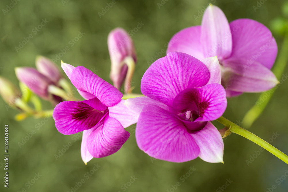Thai Orchid Thai Orchid