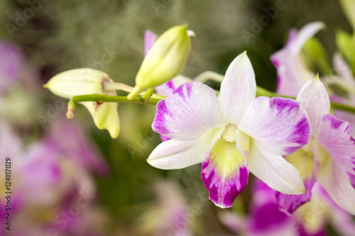 Thai Orchid