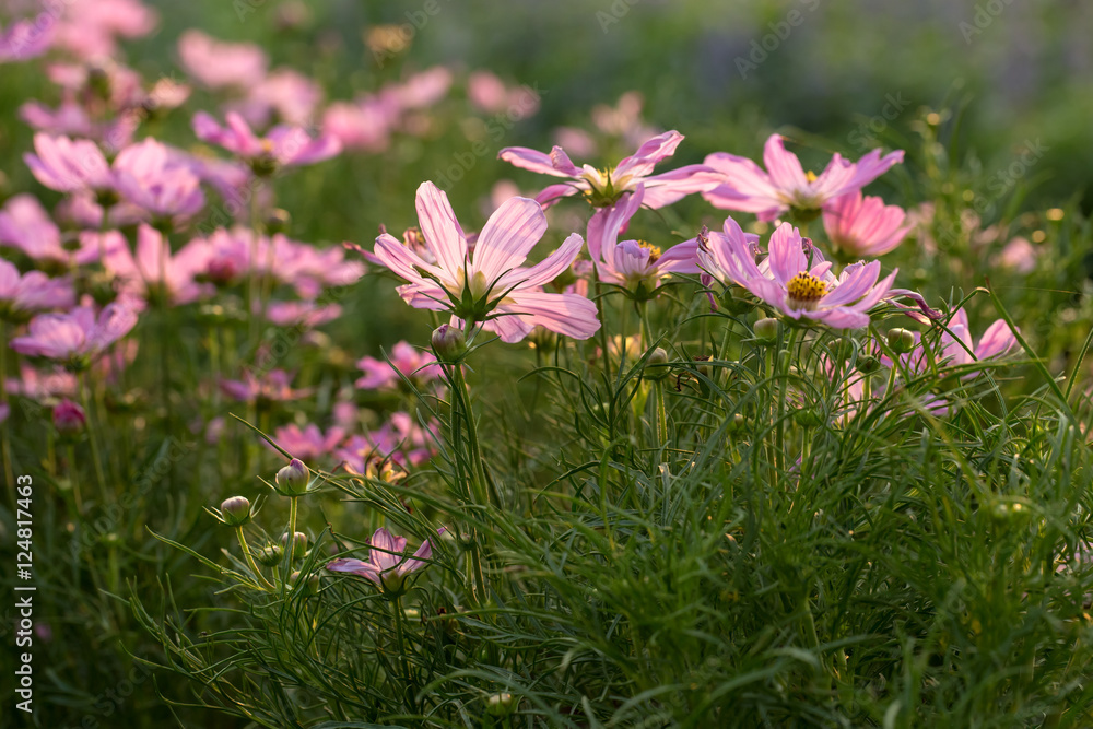 Cosmos Flower Cosmos Flower