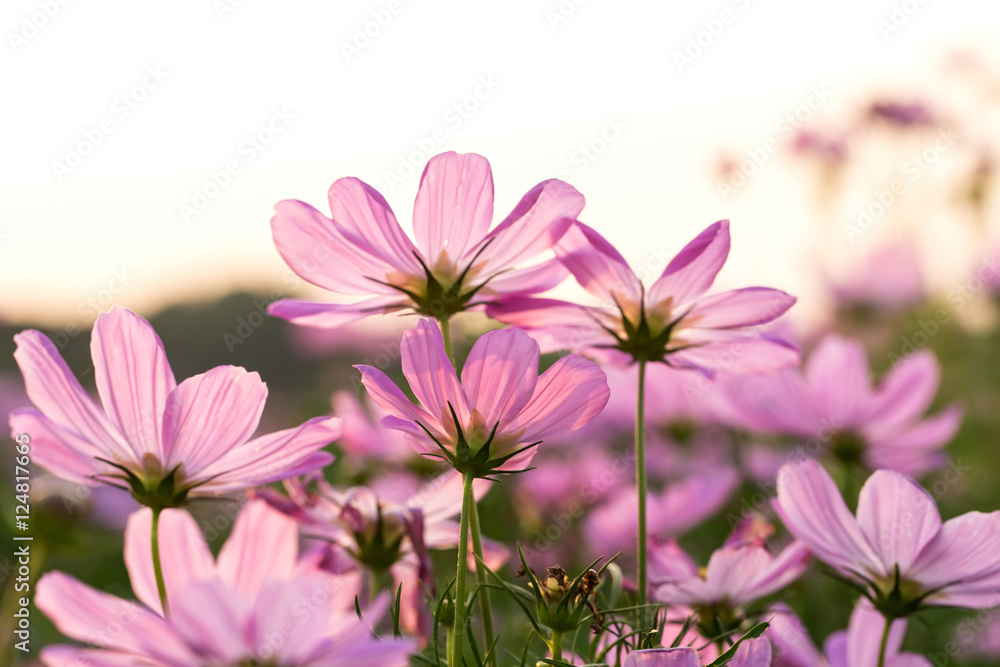 Cosmos Flower Cosmos Flower
