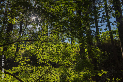 maple tree against the shining sun. light and Shadow.in forest