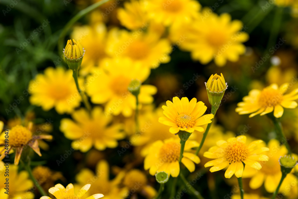 Thymophyllia Thymophyllia