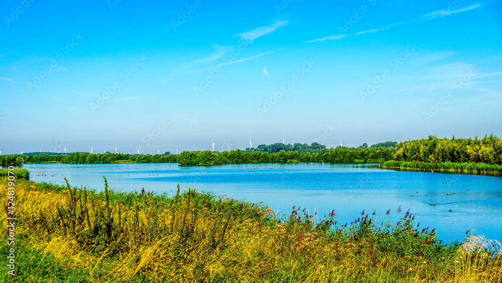 The bird sanctuary of Veluwemeer with reed and forests along the shore under blue sky near the town of Nijkerk in the Netherlands The bird sanctuary of Veluwemeer with reed and forests along the shore under blue sky near the town of Nijkerk in the Netherlands