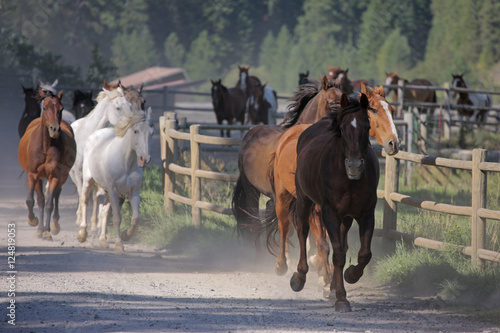 horses running