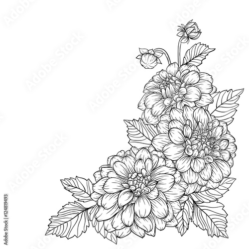 Fototapeta Naklejka Na Ścianę i Meble -  beautiful monochrome black and white bouquet dahlia isolated on background.