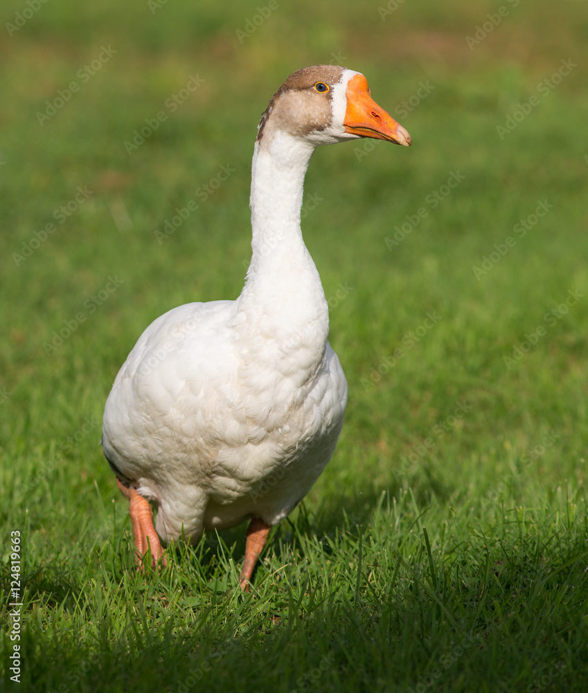 White goose on grass