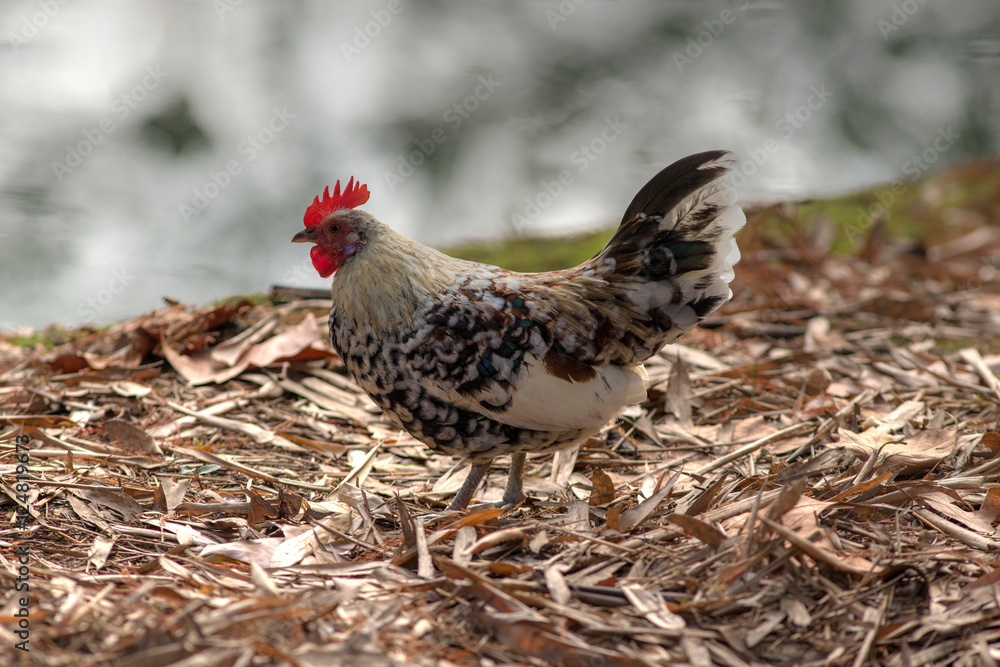 Portrait of a chicken in autumn Portrait of a chicken in autumn