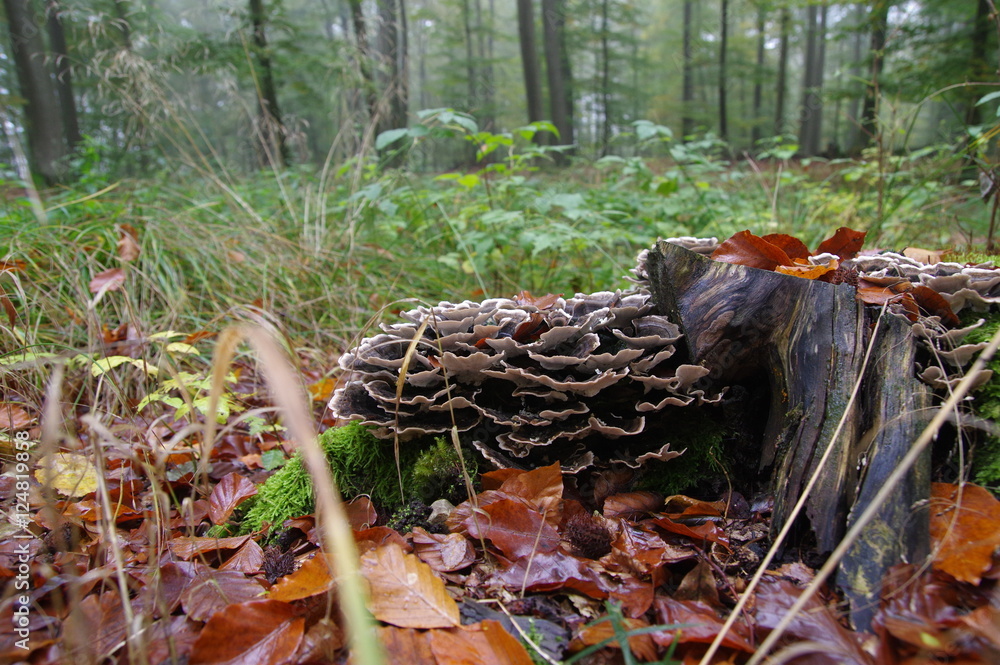 Stubbenpilze Stubbenpilze