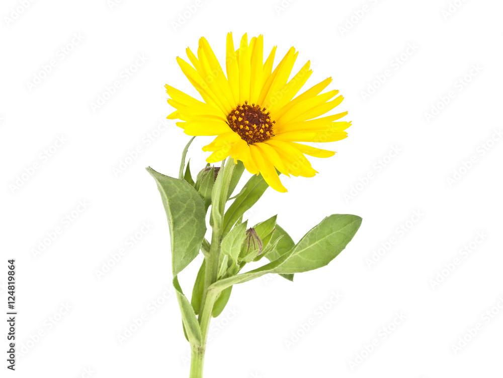 Calendula. Marigold flower with leaves isolated on a white backg