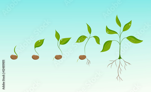 Plant growth evolution from bean seed to sapling