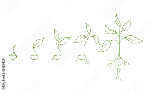 Fotografia Kidney bean plant growth phases