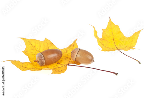 Autumn leaves with acorns isolated on white background