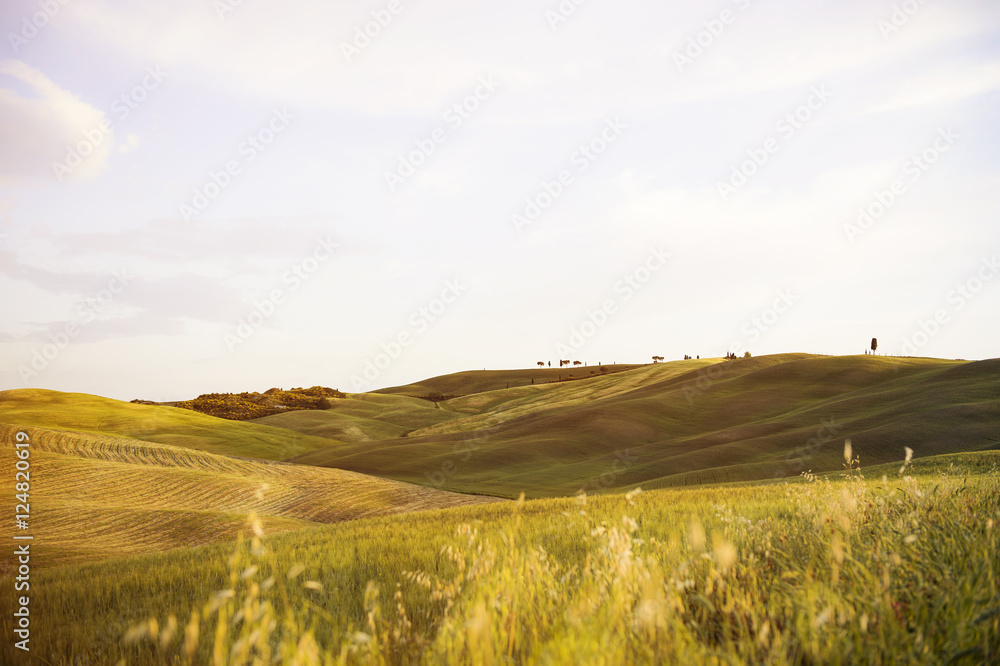 Fototapeta premium silence in the Natural Tuscany