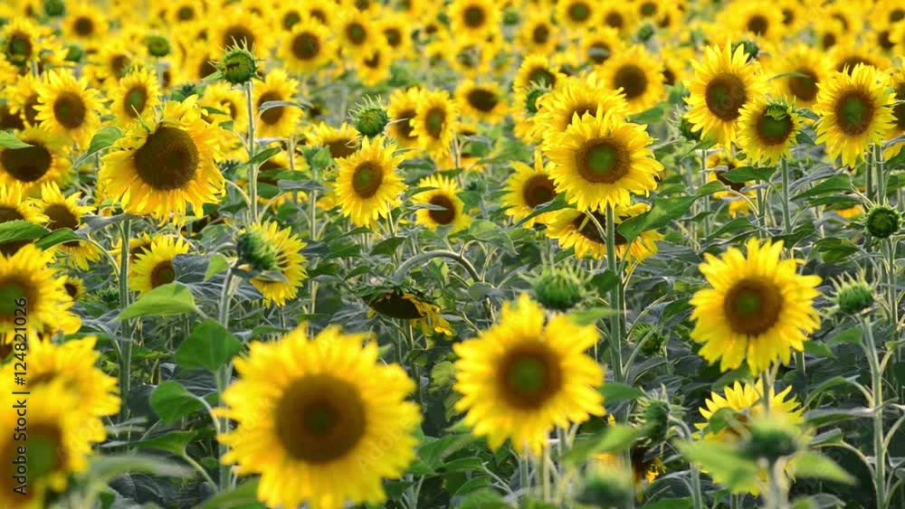 Field of blooming sunflowers at sunset, close-up Field of blooming sunflowers at sunset, close-up
