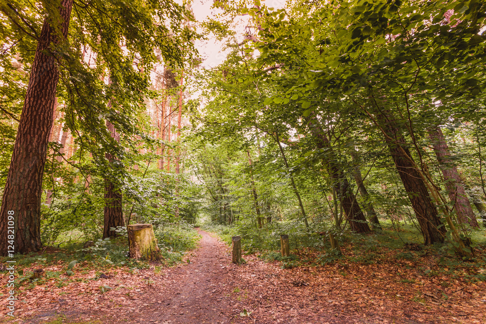 Obraz premium Forest landscape. Country road path with green trees. Beauty summer day.