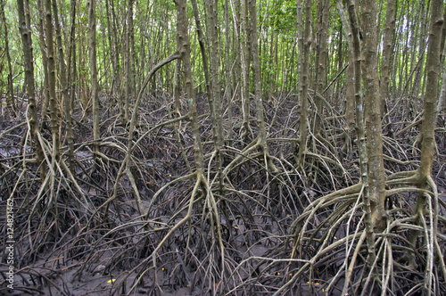 mangrove forest in Thailand © eaohm