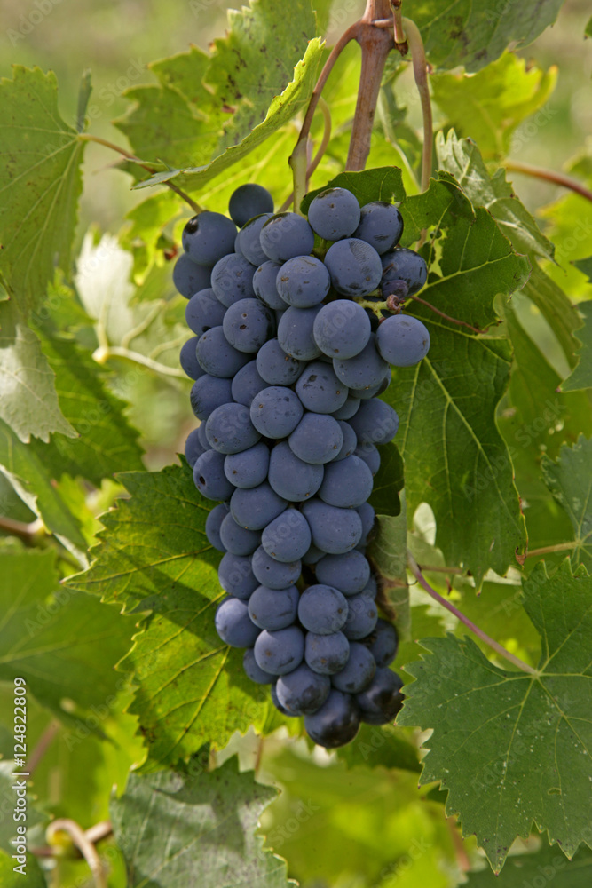 Naklejka premium grapes