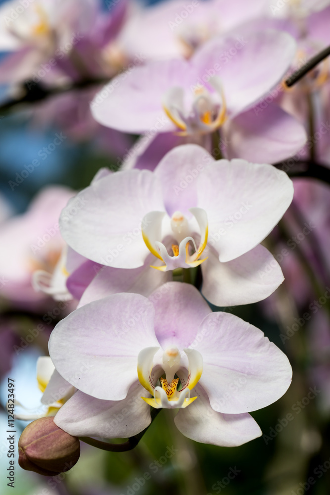 Farland Orchid