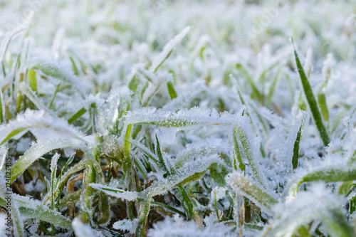 Green grass field covered with frost. © nordroden