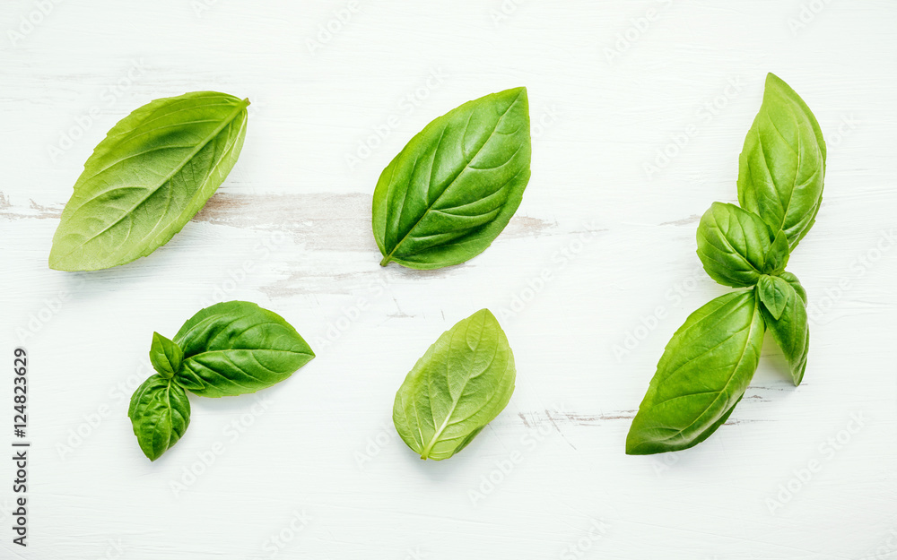 Obraz premium Fresh sweet green basil leaves on white shabby wooden backgroun