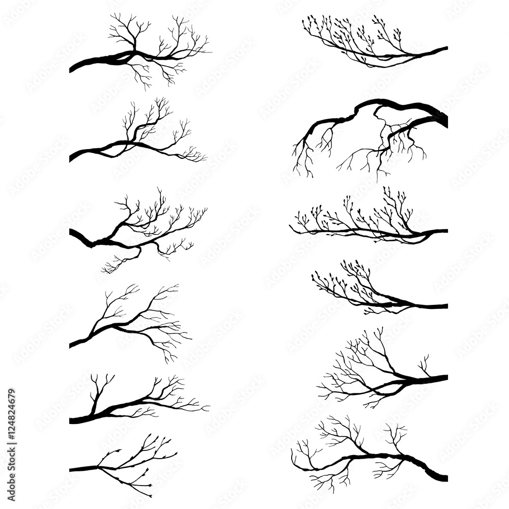 Fototapeta premium set of tree branches