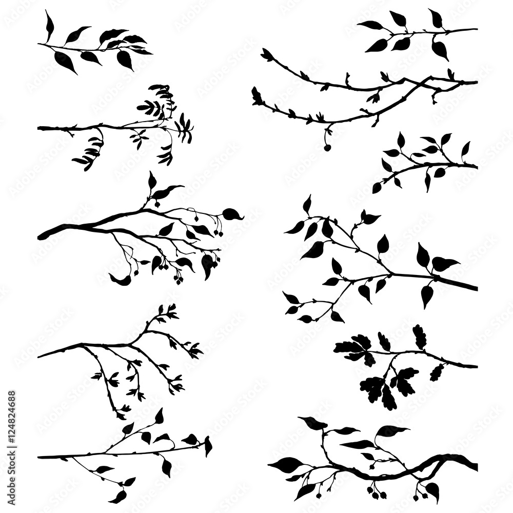 Fototapeta premium set of tree branches with leaves and berries
