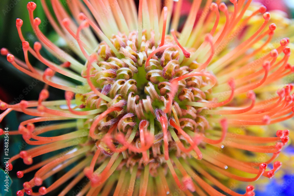 red spider lily flower / A close up view of red spider lily flower, korea red spider lily flower / A close up view of red spider lily flower, korea