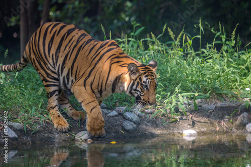 Bengal tiger at a waterhole to drink at Sunderban National Park.