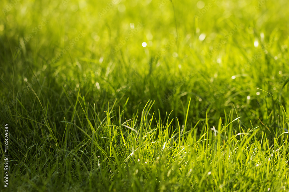 Fototapeta premium Tło Trawa / Tło Trawa