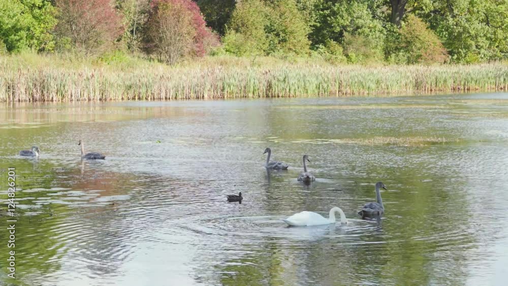 Swans and their children are swimming in a pond Swans and their children are swimming in a pond