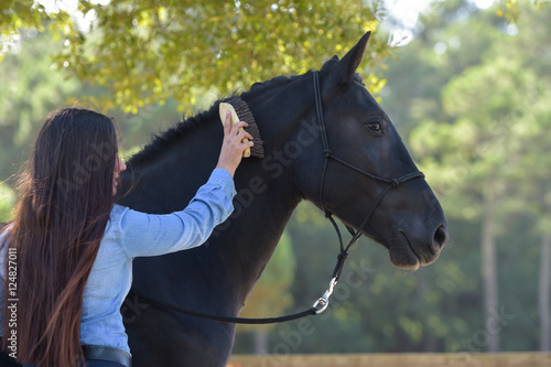 Woman grooming black horse the equestrian center