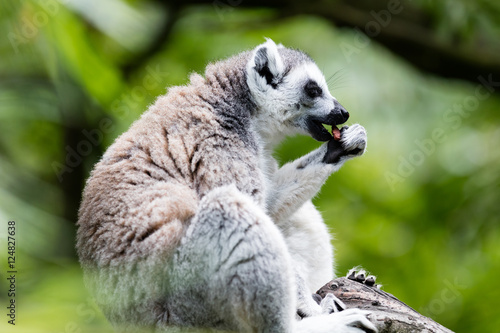 Ring-tailed lemur (Lemur catta) © michaklootwijk