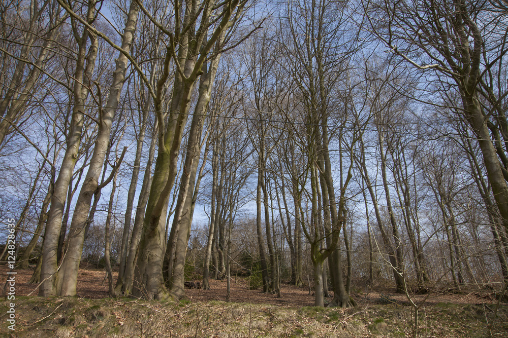 trees in forest with blue sky trees in forest with blue sky