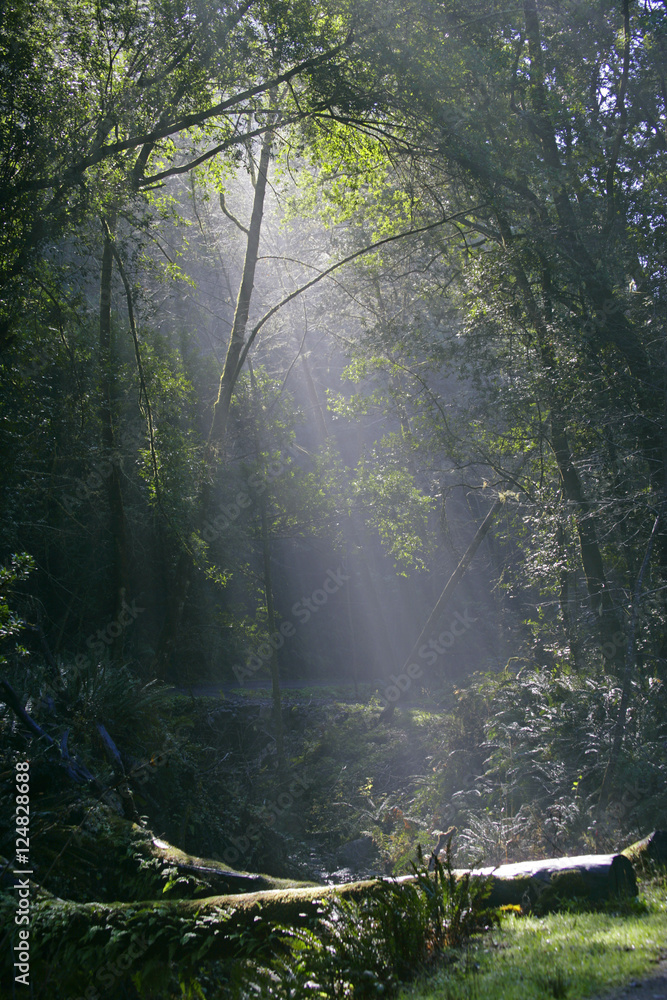 sunbeams sunbeams
