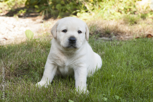 young sweet labrador puppy
