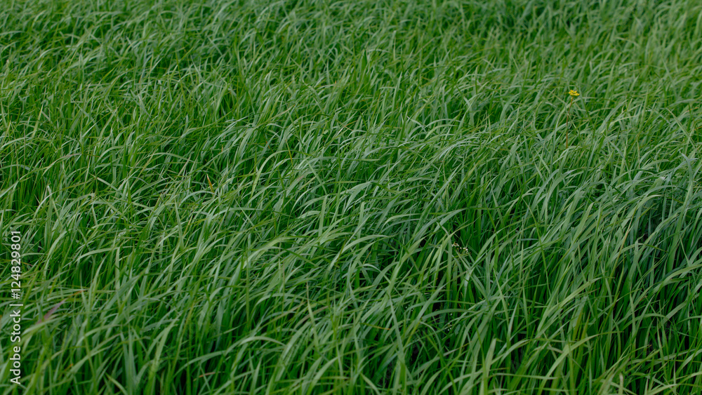 Background of a green grass. Green grass texture Background of a green grass. Green grass texture