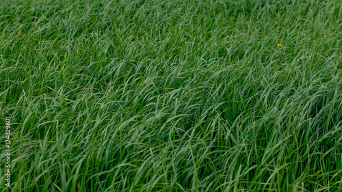 Background of a green grass. Green grass texture © EwaStudio