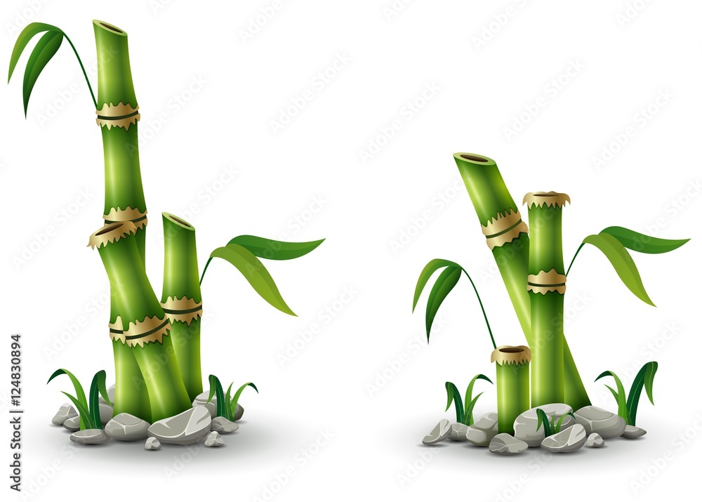 Fototapeta premium Green bamboo stems with leaves isolated on white background