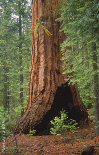 sequoia sapling