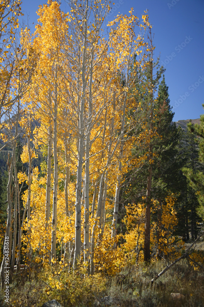 Fototapeta premium yellow aspens