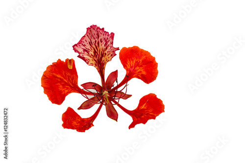 Colorful of Peacock's Crest leaves flowers or Caesalpinia pulcherrima (L.) Sw., isolated on white background.Saved with clipping path.