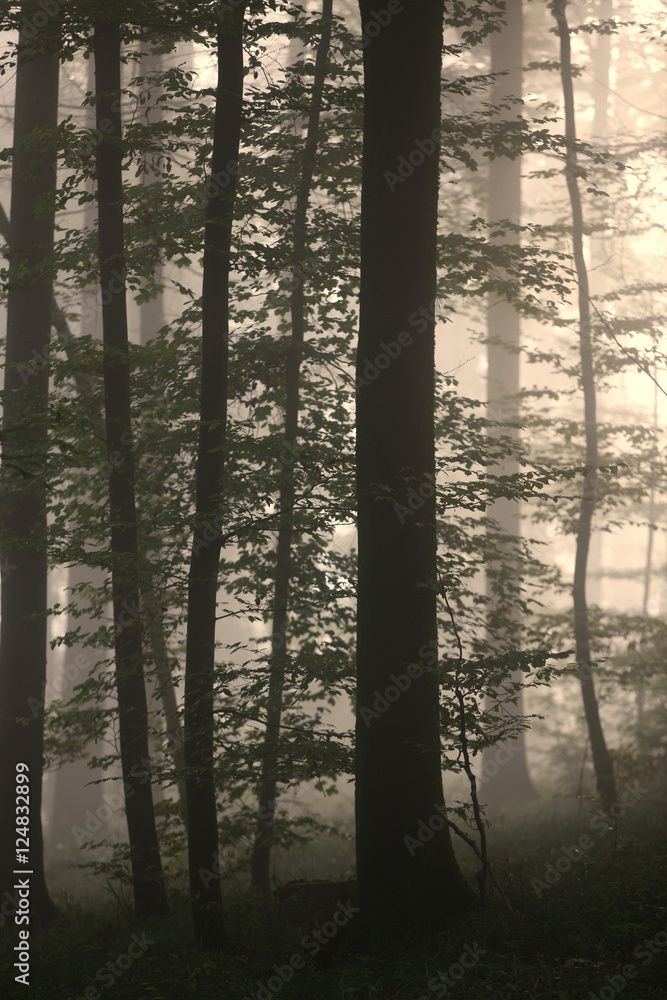 Fototapeta premium Silhouetten in nebligem Laubwald